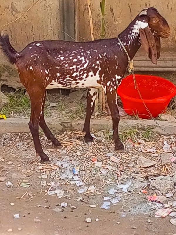 Ghar k pala hua bakra or bakri 10