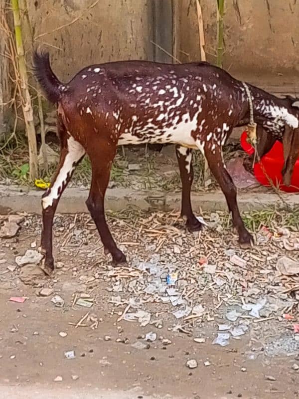 Ghar k pala hua bakra or bakri 11