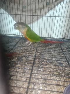 red factor female and common male conure pair.