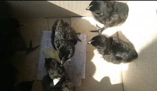 Ayam cemani dark grey tongue chicks for sale