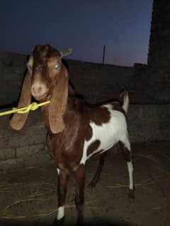 Goat / Bakra / Healthy Goats / Desi / / Bkara / Desi Goats for sale