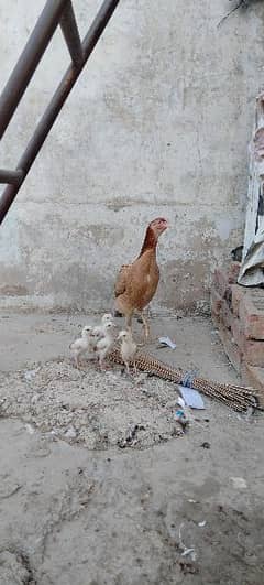 Aseel Sindhi Murghi with 4 chick's