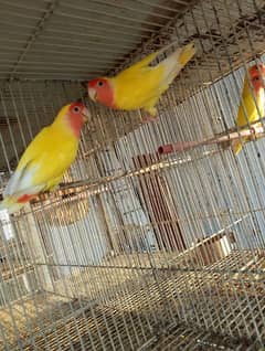 lovebirds pairs for sell