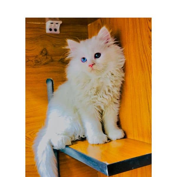 Persian hamalian british punch face piki face cat's and kitten's 2