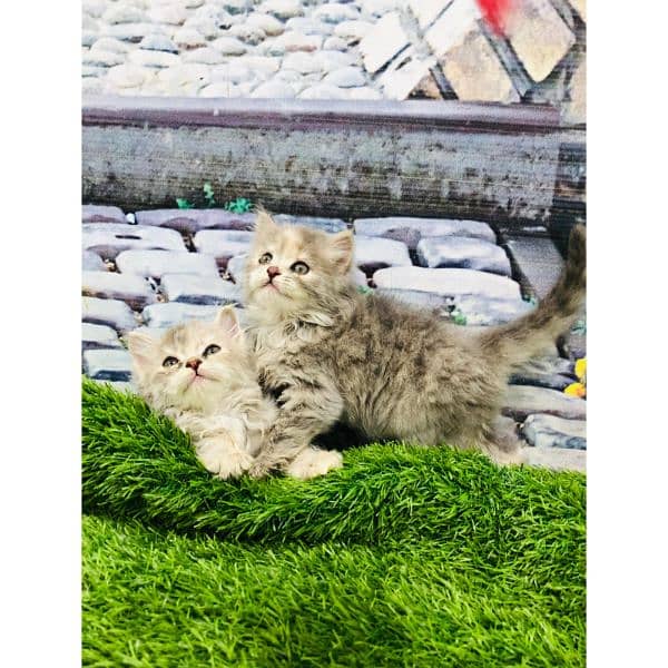 Persian hamalian british punch face piki face cat's and kitten's 14