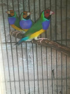 Common Gouldian Male 0