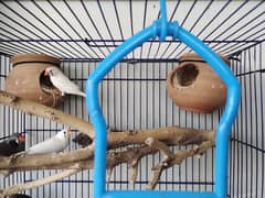 finches breader pairs