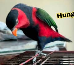 Parrot Talking Fly tamed Black Cap Lory