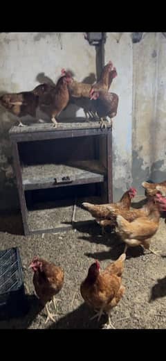 47 hens hain agr kesi ko chahye muj say rabta kare