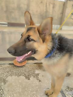 Female German shepherd forsale 1 Year old