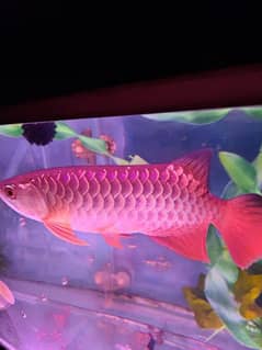 Super Red Arowana and Golden (blue base)