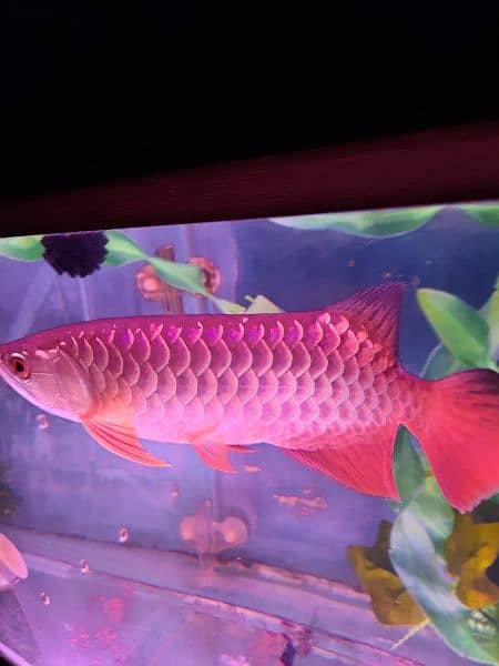 Super Red Arowana and Golden (blue base) 0