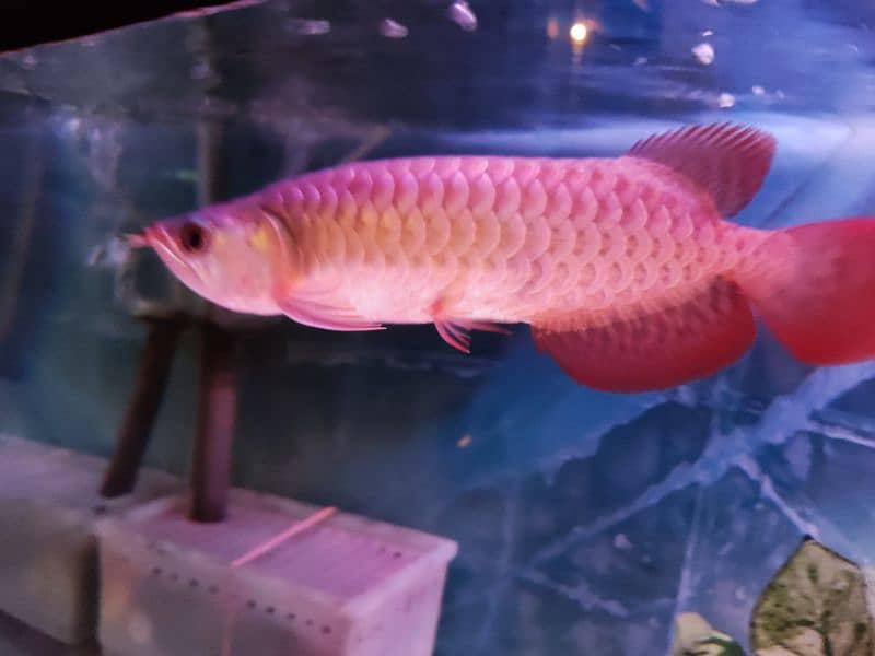 Super Red Arowana and Golden (blue base) 1