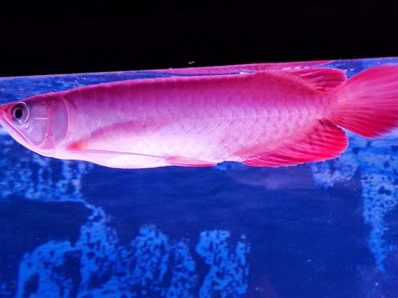 Super Red Arowana and Golden (blue base) 2