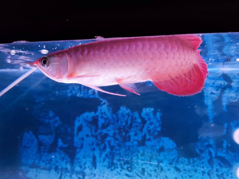 Super Red Arowana and Golden (blue base) 4