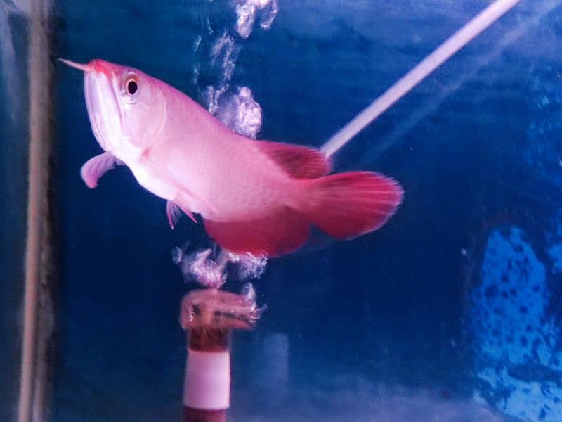 Super Red Arowana and Golden (blue base) 5