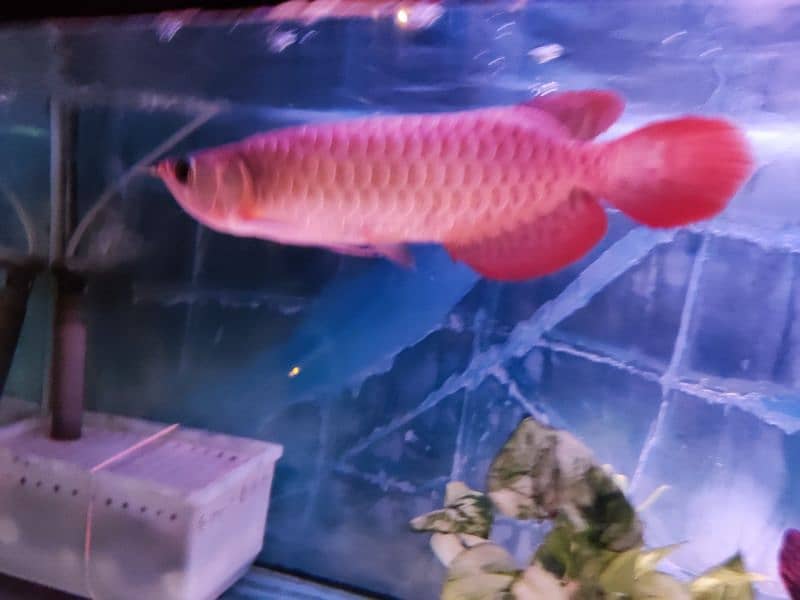 Super Red Arowana and Golden (blue base) 6