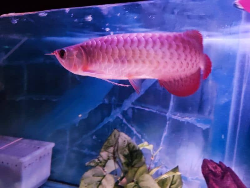 Super Red Arowana and Golden (blue base) 7