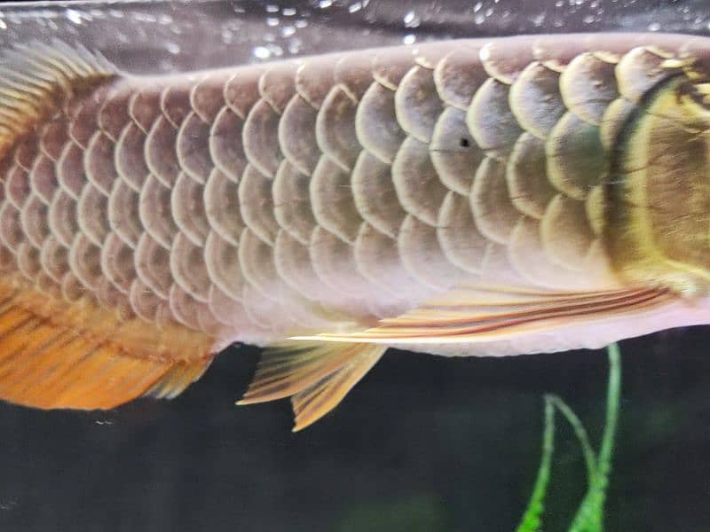 Super Red Arowana and Golden (blue base) 9