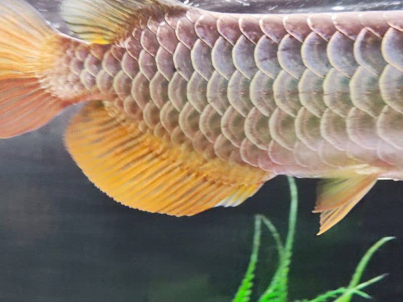 Super Red Arowana and Golden (blue base) 10