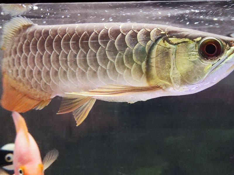 Super Red Arowana and Golden (blue base) 11