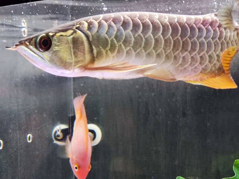 Super Red Arowana and Golden (blue base) 12