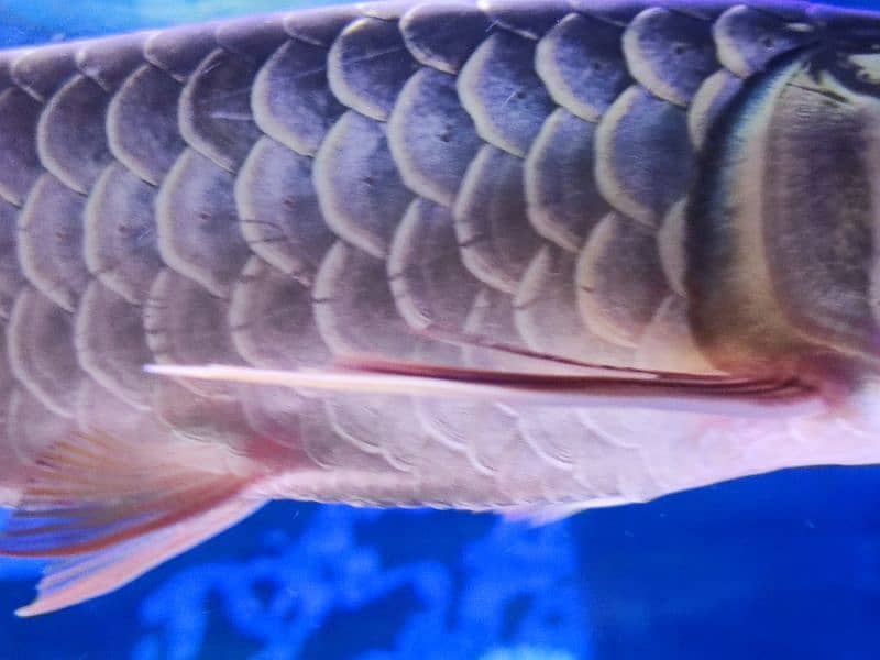 Super Red Arowana and Golden (blue base) 13