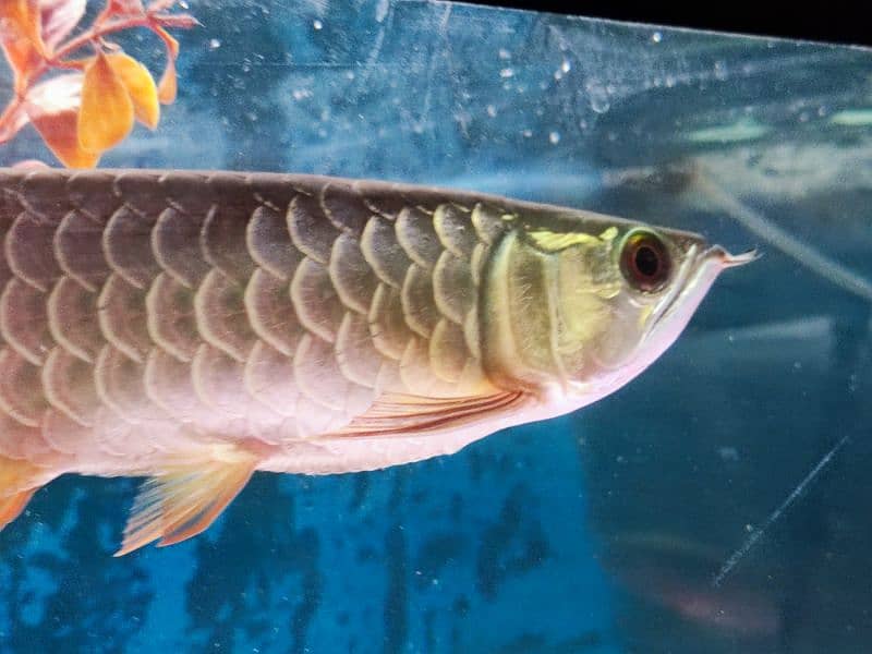 Super Red Arowana and Golden (blue base) 17