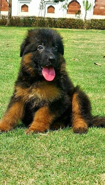 german shepherd male puppy 1