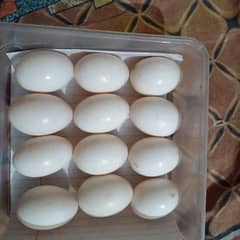 DUCK EGG FOR SELL