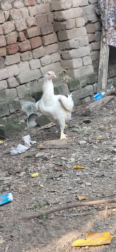 Heera and cheeni femal for sale serius buyer contact with me heera