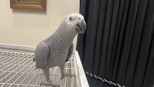 gray parrot