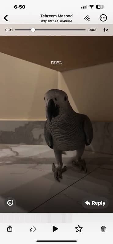 gray parrot 1