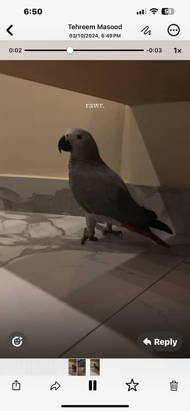 gray parrot 2