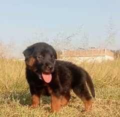 German Dabal coat male available for sale