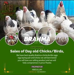 brahma breeds and breeders available