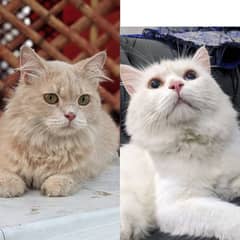 Pair for sale Male odd eyes white Persian female fawn Persian