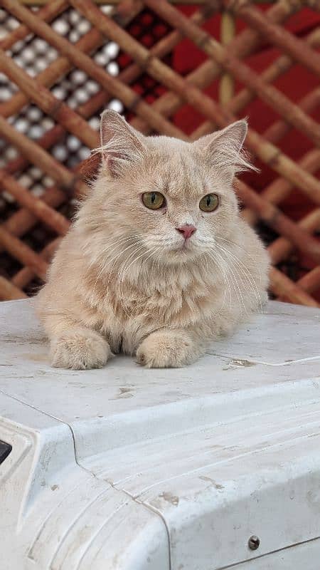 Pair for sale Male odd eyes white Persian female fawn Persian 2