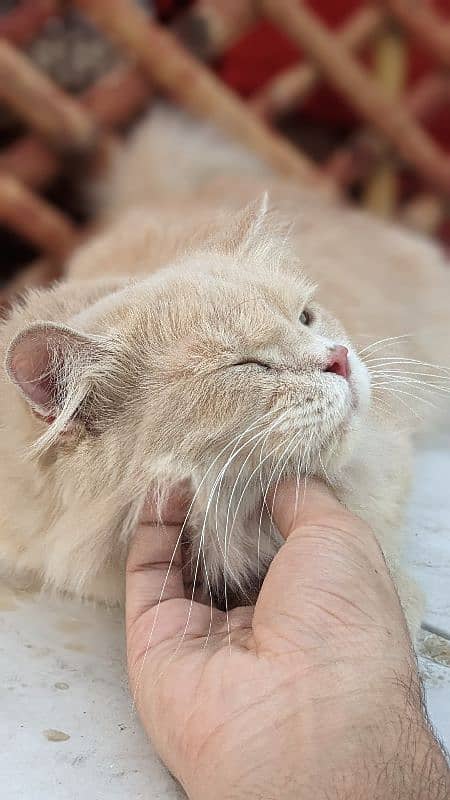 Pair for sale Male odd eyes white Persian female fawn Persian 4