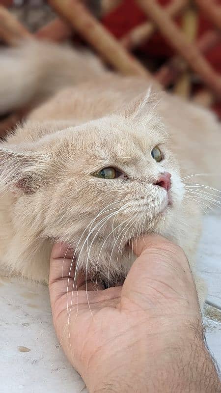 Pair for sale Male odd eyes white Persian female fawn Persian 6