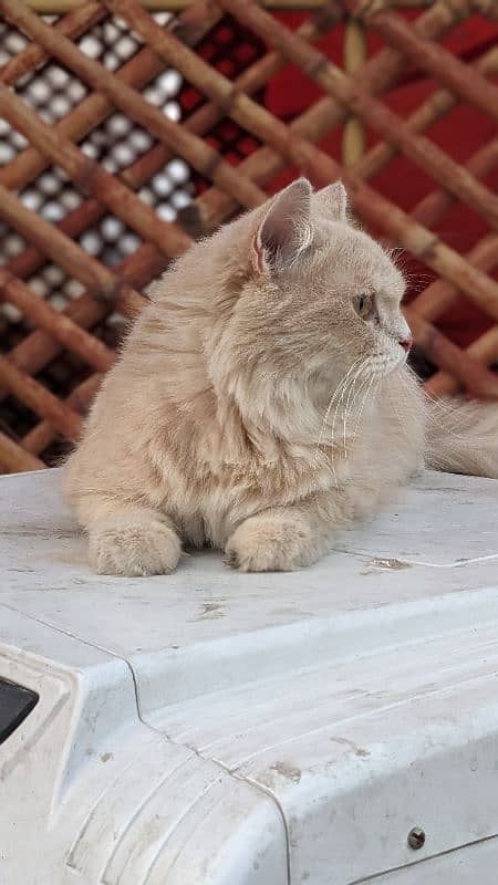 Pair for sale Male odd eyes white Persian female fawn Persian 7