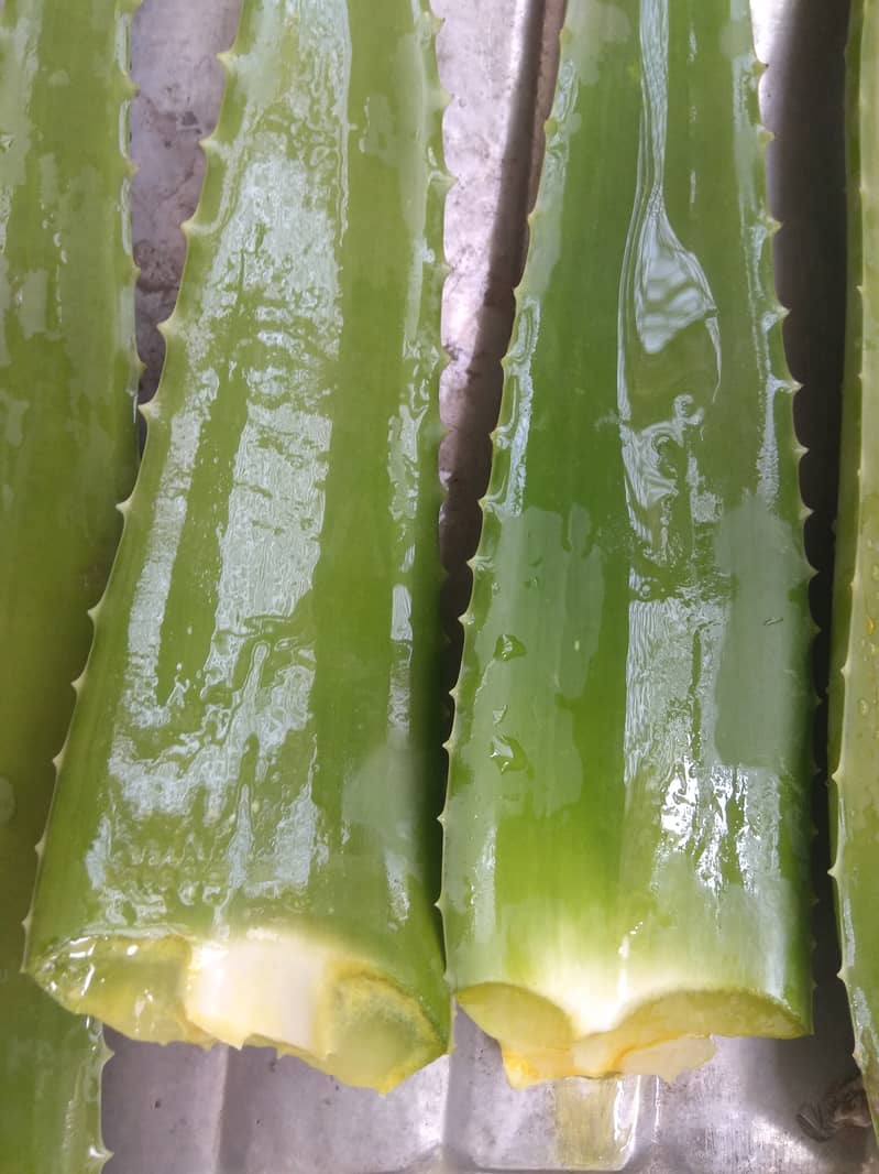 Homemade 100% Pure & Organic Aloe Vera Gel – Limited Time Offer! 0