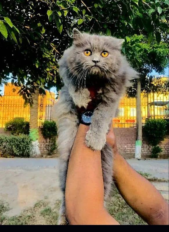 Persian Punch face triple coat cat Kitten 15