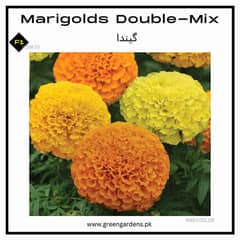 Marigolds Double F1 – Mix (Winter) گیندا (Seed) Per Packet 200