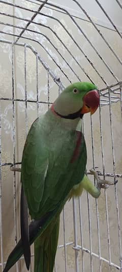 tamed parrot pair