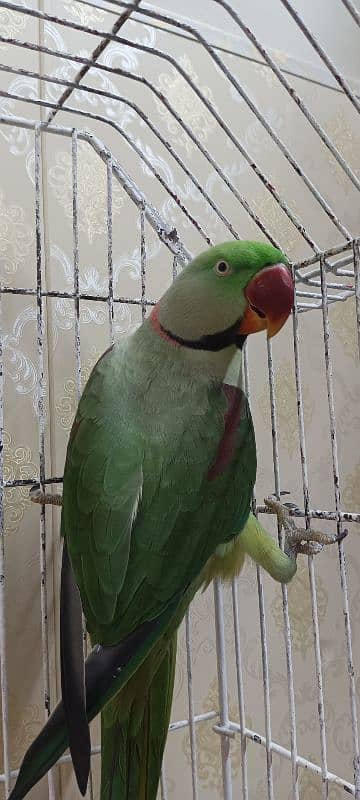 tamed parrot pair 0