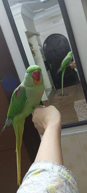 tamed parrot pair 2