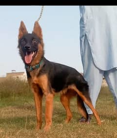 Belgium Shepherd female age 4 month for sale