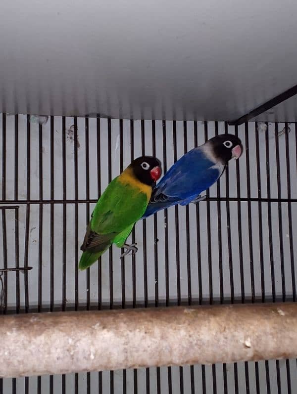 lovebirds 1