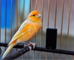 Canary